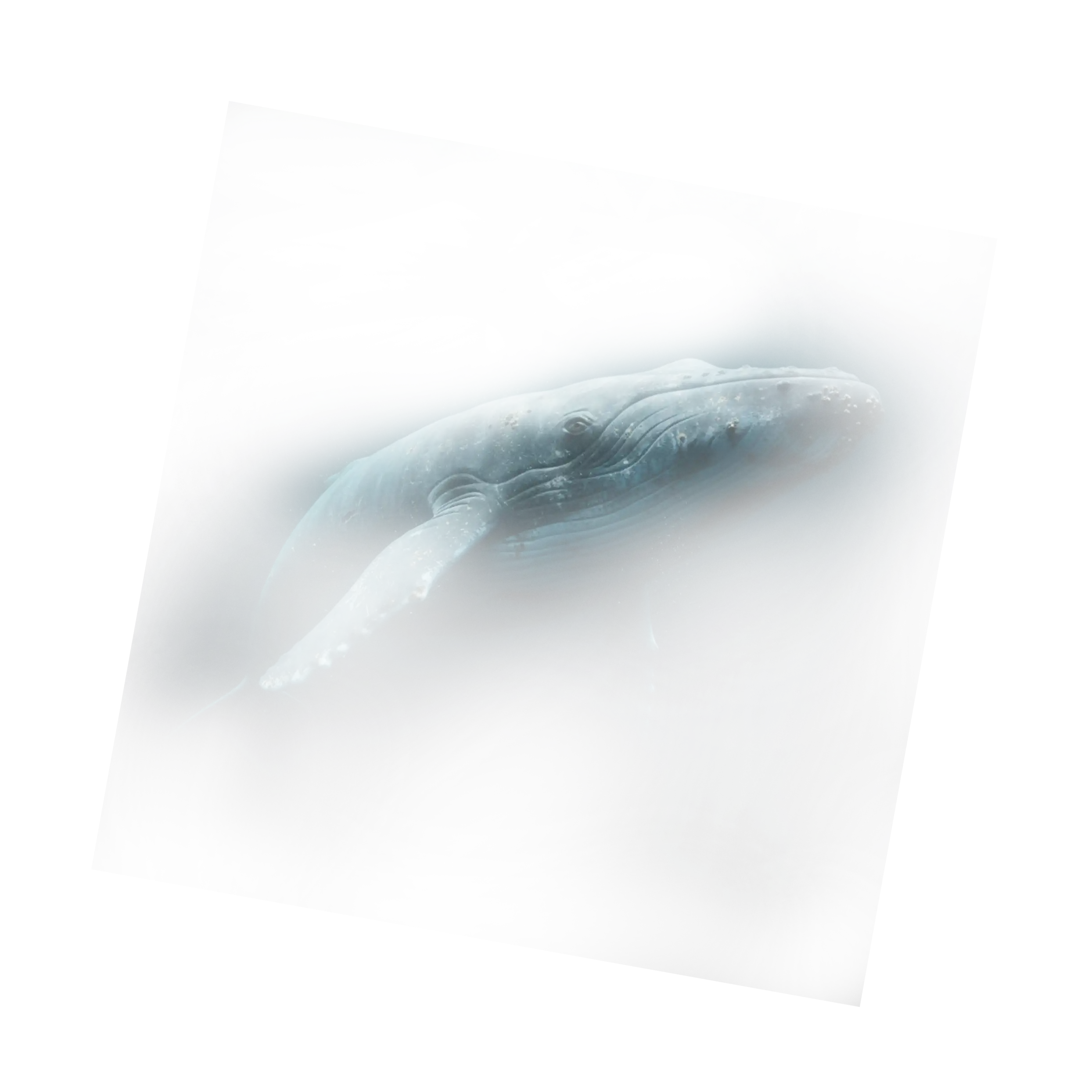 Кит в глубине океана — символ полной ответственности за груз